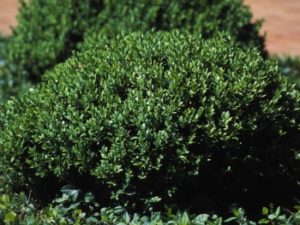 Buxus NORTHERN CHARM™ (B.x'Wilson')