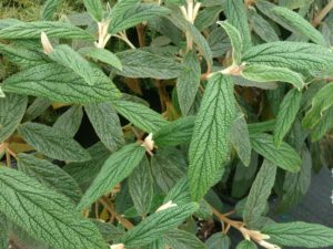 Viburnum rhytidophyllum 'Green Trump'