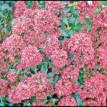 abelia-raspberry-profussion-main-home-pic