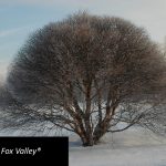 Bet Fox Valley Front Pg