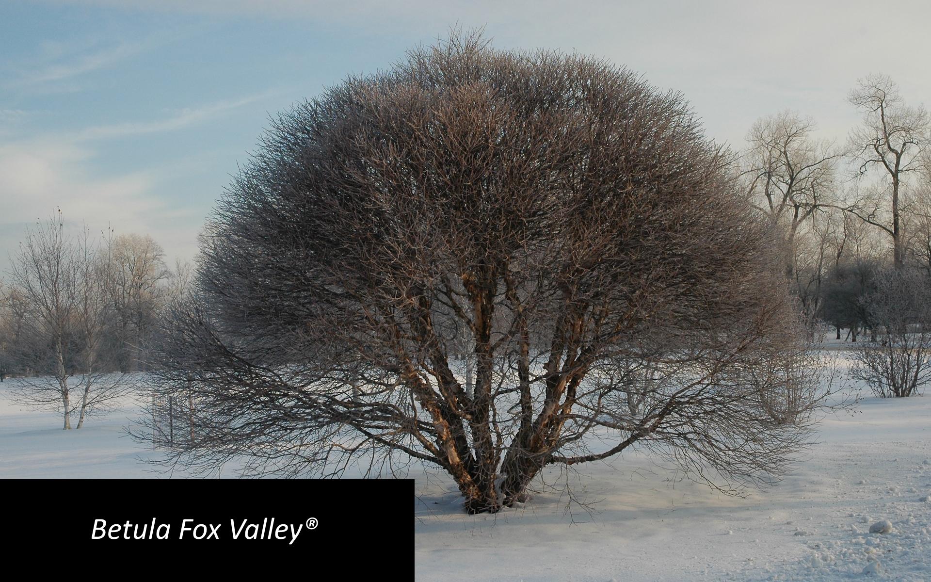 Bet Fox Valley Front Pg