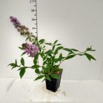 Buddleia Flutterby Pink 3.5in Pot 350×263