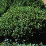 Buxus Northern Charm (4)