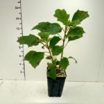 hydrangea-snow-queen-3-5in-pot