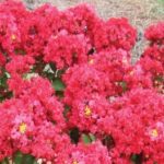 lagerstormia-red_crop