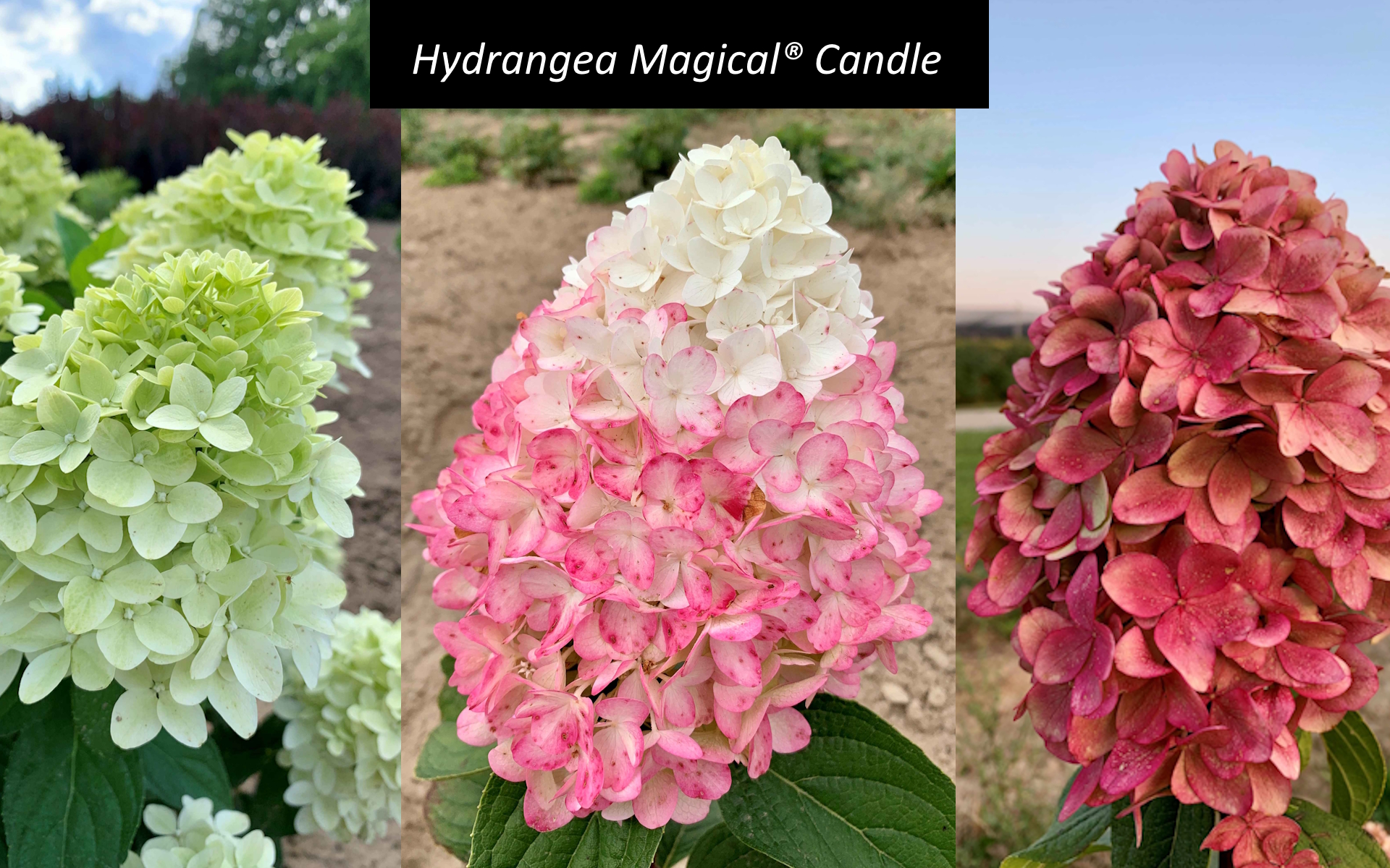 Magical Candle Front Pg