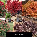 New Plants Front Pg