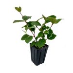 Viburnum-Sugar-n-Spice-3.5in-Pot