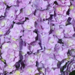banner-news