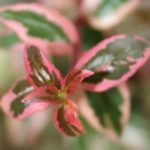 abelia-mardi-gras-1