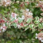 abelia-mardi-gras-2