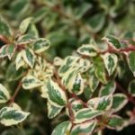 abelia-mardi-gras-3