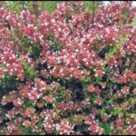 abelia-raspberry-profusion-1
