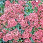 abelia-raspberry-profusion-2