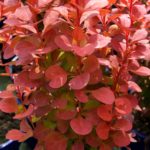 berberis-orange-rocket-1