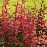 berberis-orange-rocket-2