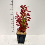 berberis-orange-rocket-3-5in-pot