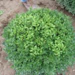 buxus-chicagoland-green-1