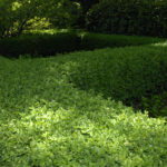buxus-chicagoland-green-2