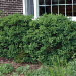 buxus-chicagoland-green-3