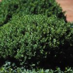 buxus-northern-charm-1
