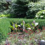 buxus-northern-charm-2