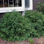 buxus-northern-charm-3