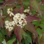 cornus-irish-setter-1