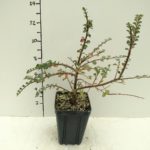 cotoneaster-hessei-3-5in-pot
