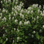 fothergilla-mt-airy