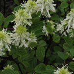 fothergilla-gardenii-1