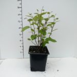 fothergilla-gardenii-5in-pot