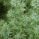 juniperus-star-power-3