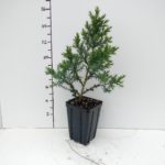 juniperus-star-power-3-5in-pot