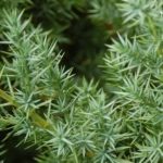 juniperus-star-power-3a