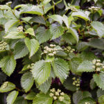 viburnum-autumn-jazz-2