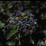 viburnum-autumn-jazz-4