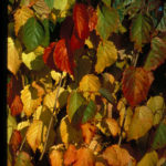 viburnum-autumn-jazz-fall-leaf
