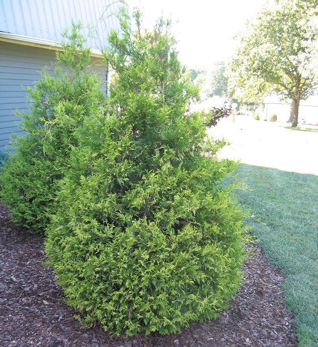 chamaecyparisvintagegold2 Richey Nursey Company LLC