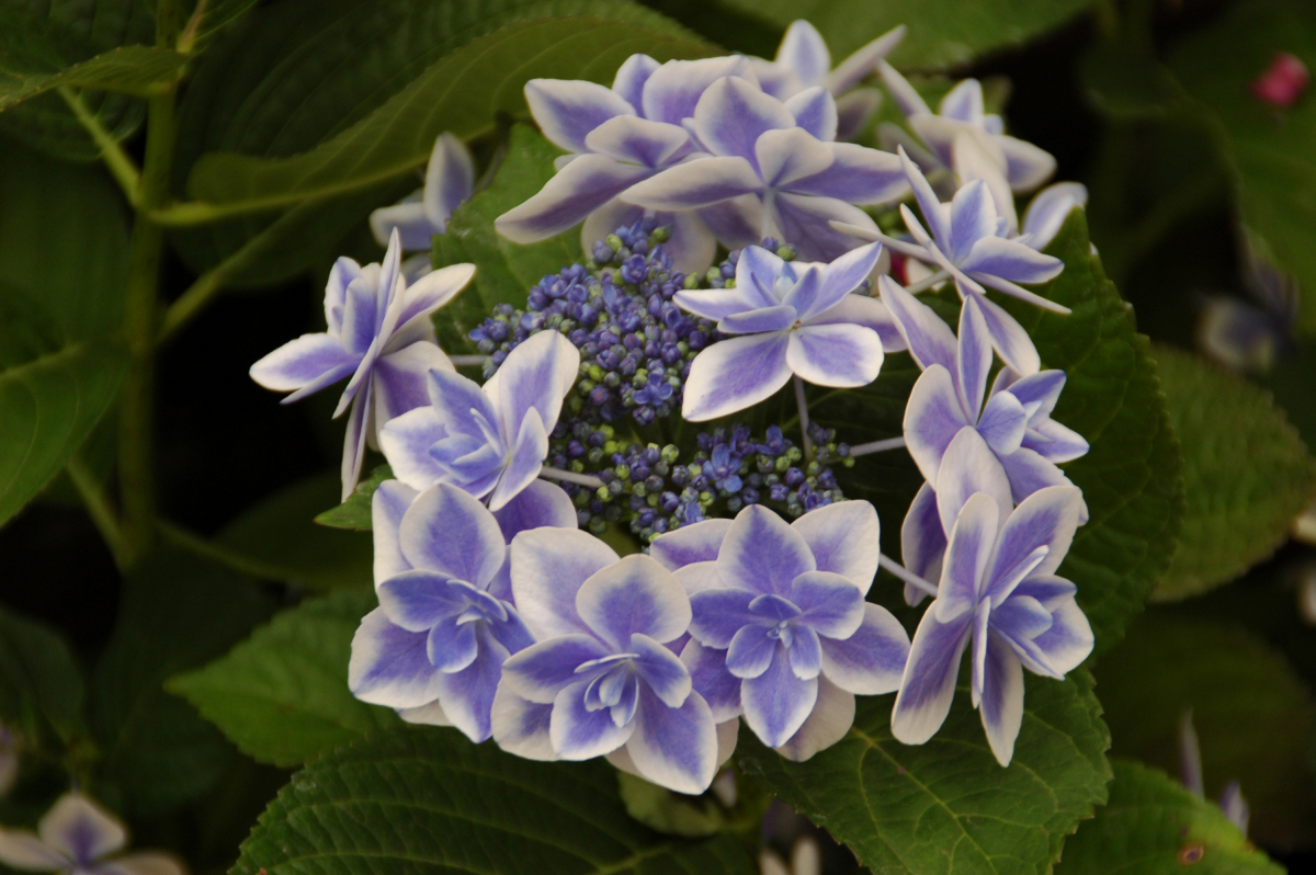 hydrangea star gazer hydrangea star gazer