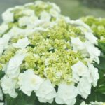 hydrangea-double-delights-wedding-gown-1