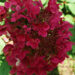 hydrangea-fire-and-ice-3