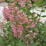 hydrangea-pink-diamond-2