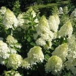 hydrangea-sweet-summer-1