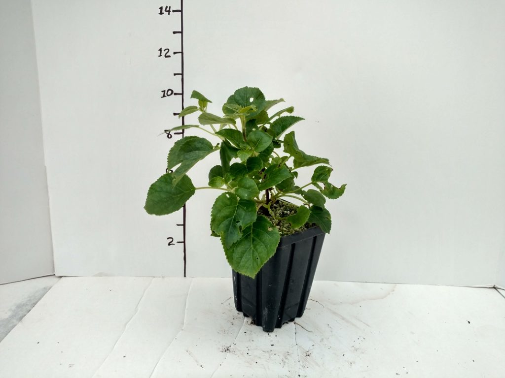Hydrangea petiolaris 3 5in pot Richey Nursey Company LLC
