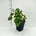 hydrangea-petiolaris-3-5in-pot