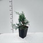 juniper-royo-3-5in-pot