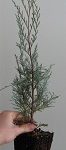 juniper-wichita-blue-3-5in-pot