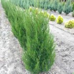 juniperus-spartan-1