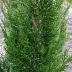 juniperus-spartan-2